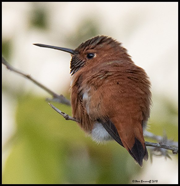 _8SB9816 rufous hummingbird.jpg